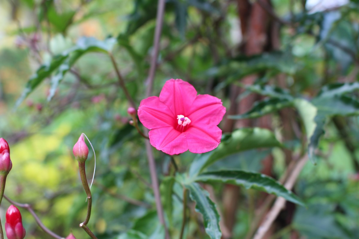 Ipomoea horsfalliae Hook.